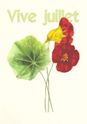 Fleurs vibrantes de Juillet en &eacute;t&eacute;